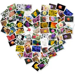FigrCollage Logo